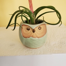 Owl Planter with Air Plant, 2.5", sea green ceramic pot, Tillandsia airplant image 4