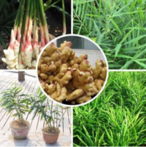 Perennial ginger seeds vegetable seeds zingiber officinale seeds balcony fruits  - $5.99