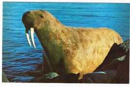 Manitoba Laminated Postcard RPPC Walrus Donated to Museum Churchill - $2.96