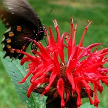 US Seller Monarda Didyma Panorama Red Shades Scarlet Beebalm 20 Seeds Fast Shipp - £13.66 GBP