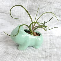 Live Air Plant in Bulbasaur Planter, 4.5", Tillandsia Bulbosa, Animal Plant Pot