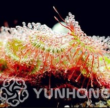 US Seller 100Pcs Drosera Burmanni Seeds Fast Shipping - $14.18