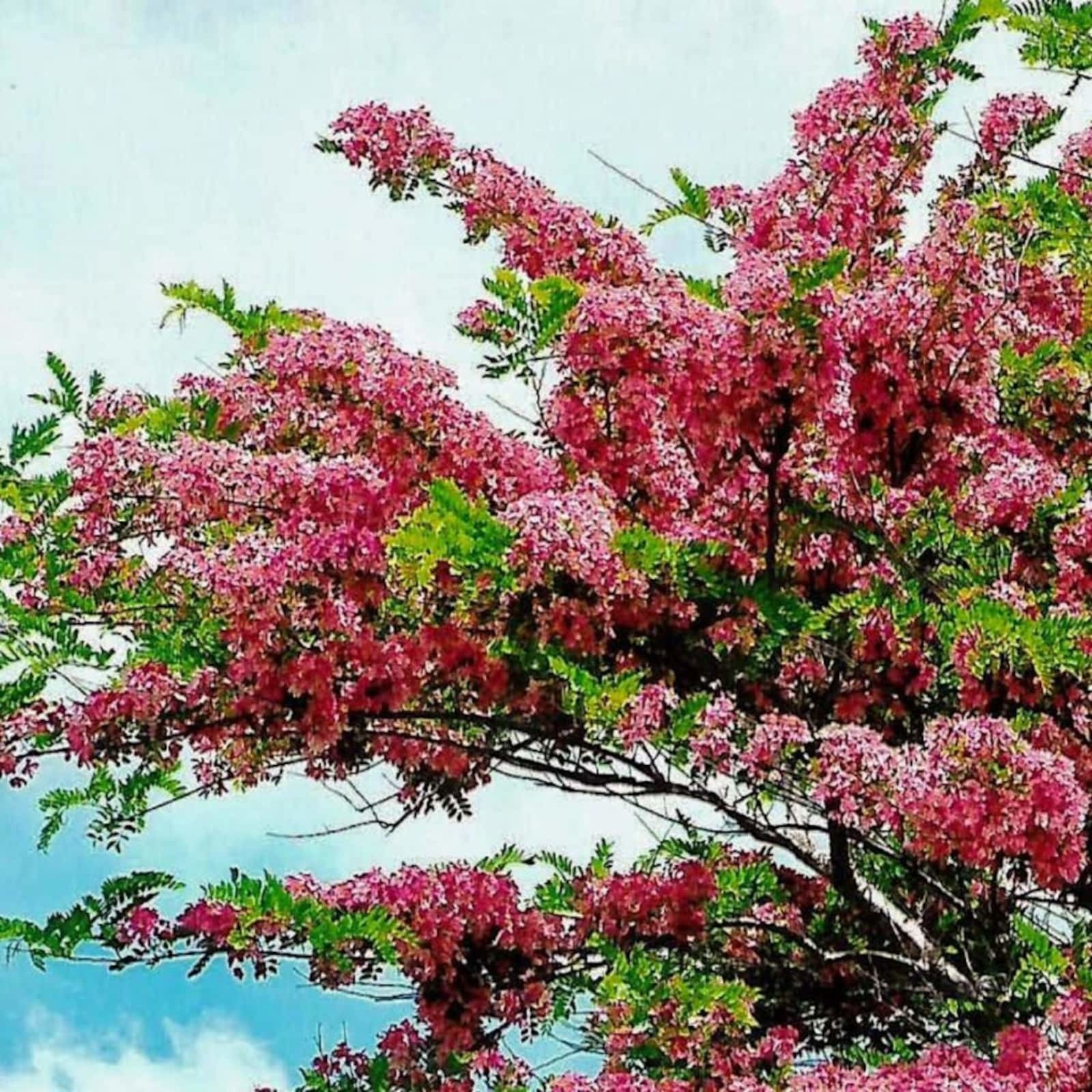 Rainbow Shower Tree (Cassia Javanica) Seeds Garden