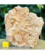 Fossil sponge in flint, grey chalk subgroup, cretaceous, branscome, devo... - $13.96