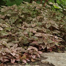 Pink Polka Dot Plant Hypoestes Pink Seeds 50 Seeds USA Fast Shipping - $16.53