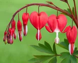 25 Red Bleeding Heart Flowers Bloom Shade Flower Seeds - $19.11