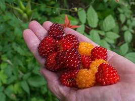 100 Seeds Salmonberry Raspberry Berries Garden Fresh Fruit Healthy - £7.91 GBP