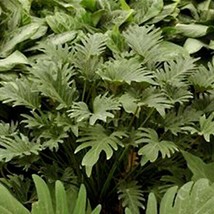 Best Philodendron Deja Vu / Philodendron / Live Plant - $24.99