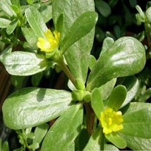 SGHOST Purslane Portulaca Oleracea Sativa 200 Seeds USA Seller - $9.26