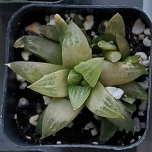 Haworthia Succulent, Star Cactus, Haworthia Retusa 2 inch live plant image 3