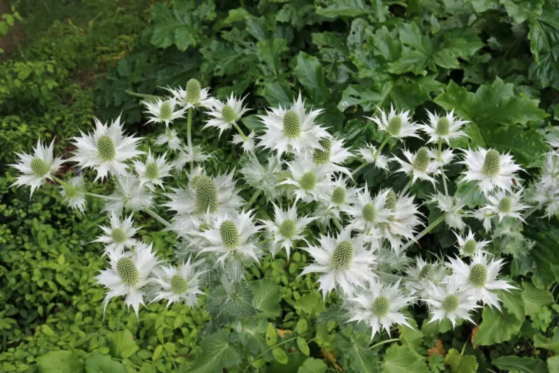 200 Sea Hollies Thistle Seeds for Garden Planting - $8.01