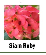 Siam Ruby Crown Of Thorns Euphorbia Milii Christ Plant Starter Plant Fre... - $56.40 CAD