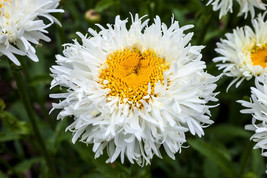 30 Double Crazy Daisy Leucanthemum Superbum 3&quot;&quot; Frizz White Shasta Flower Seed G - £8.69 GBP