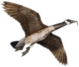 Jackite Canada Goose Decoy Kite / Windsock - $40.95