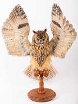 Stuffed Mounts Long Ear OWL flight simulation Taxidermy Owl Asio otus Bird  - £274.09 GBP