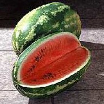 Cal Sweet Watermelons Seeds Gardening Easy Grow USA SHIPPING - $8.48