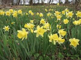 Wild Daffodil 50 bulbs,Lent Lily (NARCISSUS PSEUDONARCISSUS image 3