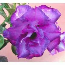 &#39;Blue Spirit&#39; Adenium Obesum Perennial Flower, 2 Seeds - £9.74 GBP