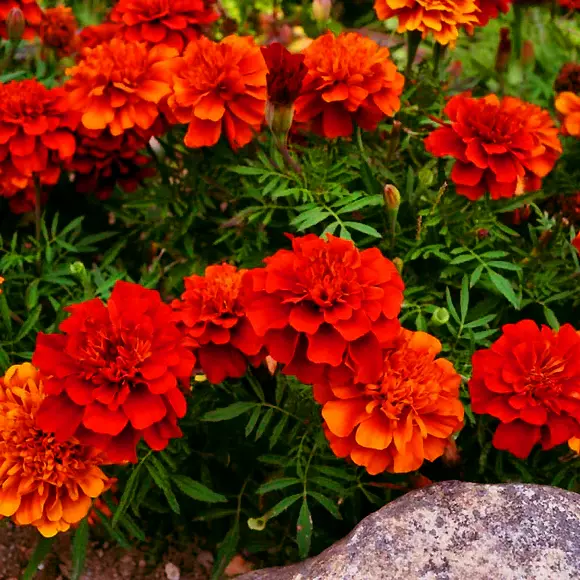 FARM 25 French Fireball Deep Red Orange Marigold Seeds Fragrant Bulk Seeds - €7,88 EUR