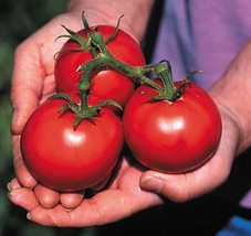 SL 50 Seeds Sioux Tomato Tomatoe Vegetable Garden Edible Canning - £2.58 GBP