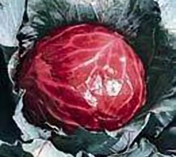 Cabbage Mammoth Red Rock Great Heirloom Vegetable 1 Oz Seeds Garden Fresh USA Sh - $26.89