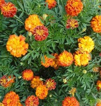 Marigold Flower Seeds - Organic &amp; Non Gmo Marigold Seeds - Heirloom Seeds – Spar - £1.76 GBP