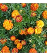 Marigold Flower Seeds - Organic &amp; Non Gmo Marigold Seeds - Heirloom Seed... - £1.72 GBP