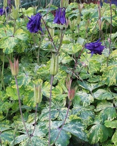 Exotic Aquilegia vulgaris-lime Frost 1,000 seeds - €59,03 EUR