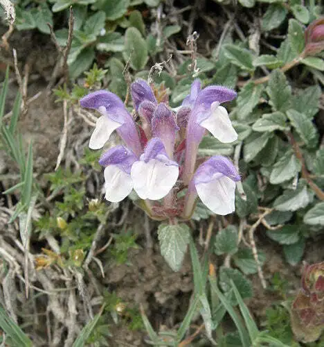 Scutellaria Alpina Alpine Skullcap 20 Seeds Garden - £20.43 GBP