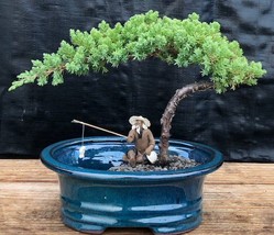 Juniper Bonsai Tree Land/Water Pot - Small   (Juniper Procumbens &quot;nana&quot;)  - £24.01 GBP