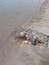 Sporty Crab Trap 50 % Off Us Made 20&quot;x15&quot; * Free 5-loop Snare - £13.16 GBP