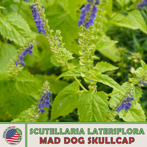 HS 100 Mad Dog Skullcap Seeds, Scutellaria laterif, Native Wildflower, Medicinal - £4.37 GBP