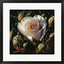 White Rose First Born Framed Fine Art Print by Collin Bogle - £242.48 GBP+