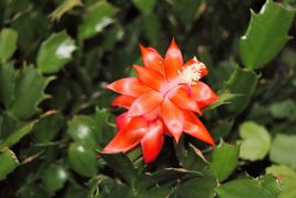 PATB Christmas Cactus Starter Plant Indian Summer Schlumbergera Truncata... - $21.80