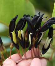 PWO Fresh 5Pcs Kennedia Nigricans Seeds Black Coral Pea Ornamental Flowers - £4.08 GBP