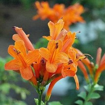 USA SELLER Tecoma Capensis Cape Honeysuckle Cape Trumpet Flower 10 Seeds Free Sh - £14.61 GBP