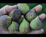 2pcs Texas Ba-1 Fig Variety Cuttings - $14.85
