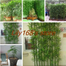 New Fresh 20Pcs/Bag Chinese Mini Moso Bamboo Phyllostachys Heterocycla Pubescens - £4.20 GBP