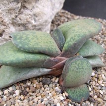 Exotic Gasteria Disticha - 10 Unusual Succulent Seeds, Ideal for Indoor Gardenin - £7.47 GBP