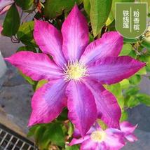 25pc CLEMATIS SEEDS USA Garden Plant Flower vine climber (Pink Champagne) - £12.51 GBP