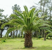 Canary Island Date Palm - 3+ seeds - Gx 065 - £2.65 GBP