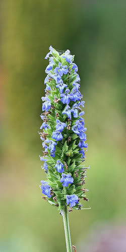 Sell Store 1000 Chia Salvia Hispanica Sage Herb Flower Seeds * From US - $9.99