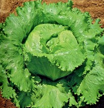 US Seller 601 Great Lakes Batavian Head Lettuce Seeds Organic Spring Fall - £7.59 GBP