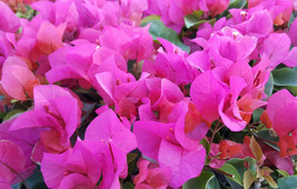 starter/plug Plant Well Rooted La Jolla Bougainvillea Ships Bare Root - £27.12 GBP