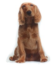 Red Setter Spaniel Dog Shaped Photo Decorative Accent Throw Pillow Gift - £12.18 GBP