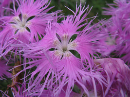 Bearded Pink Shades Dianthus - 100 Seeds - Fringed - $19.99
