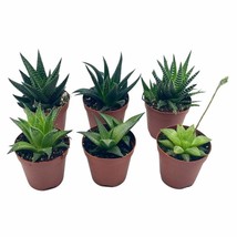 Haworthia Variety Assortment, 6 Different Haworthia Plants, in 2 inch pots, Supe - £22.31 GBP