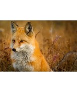 Custom Conjuration - Kitsune - Japanese Trickster Fox Spirits of Renown - $136.75 CAD