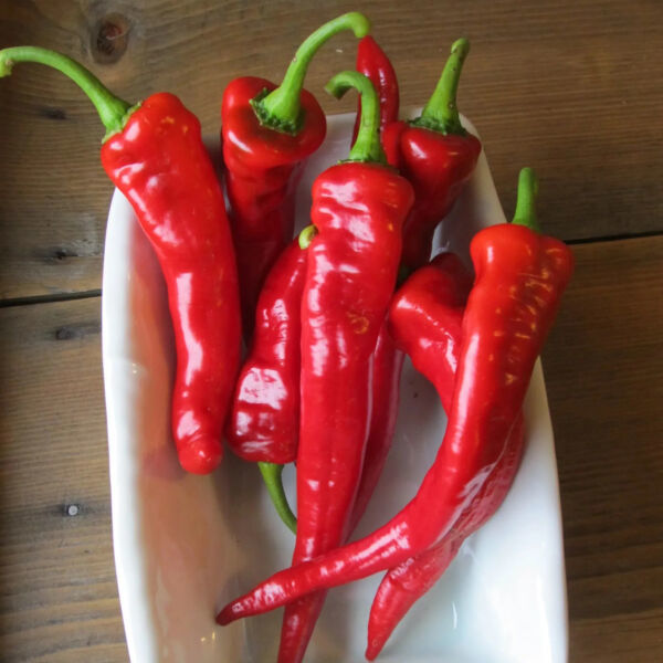 Ria Hoki 25 Hot Portugal Pepper Seeds Non-Gmo - $7.28