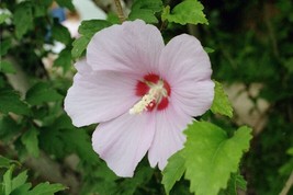 Easy to Grow 50 Rose of Sharon Seeds, Shrub Althea Seeds, Hibiscus syriacus - $9.89